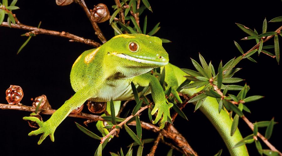 Legacy Lessons banner image