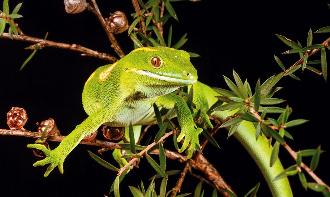 NZGeo153_Geckos_01-2000x1333